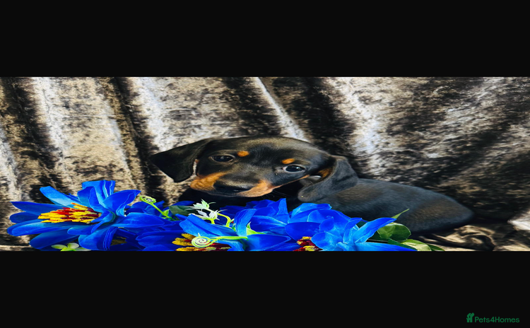 Dachshund dogs Male Dachshund 😘 xx - Advert 14