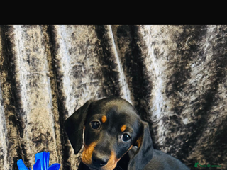 Dachshund dogs Male Dachshund 😘 xx - Advert 12