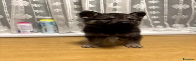 Shepsky 10