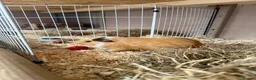 Guinea Pig rodents for sale: Boat guinea pig  in Manchester - Advert 2