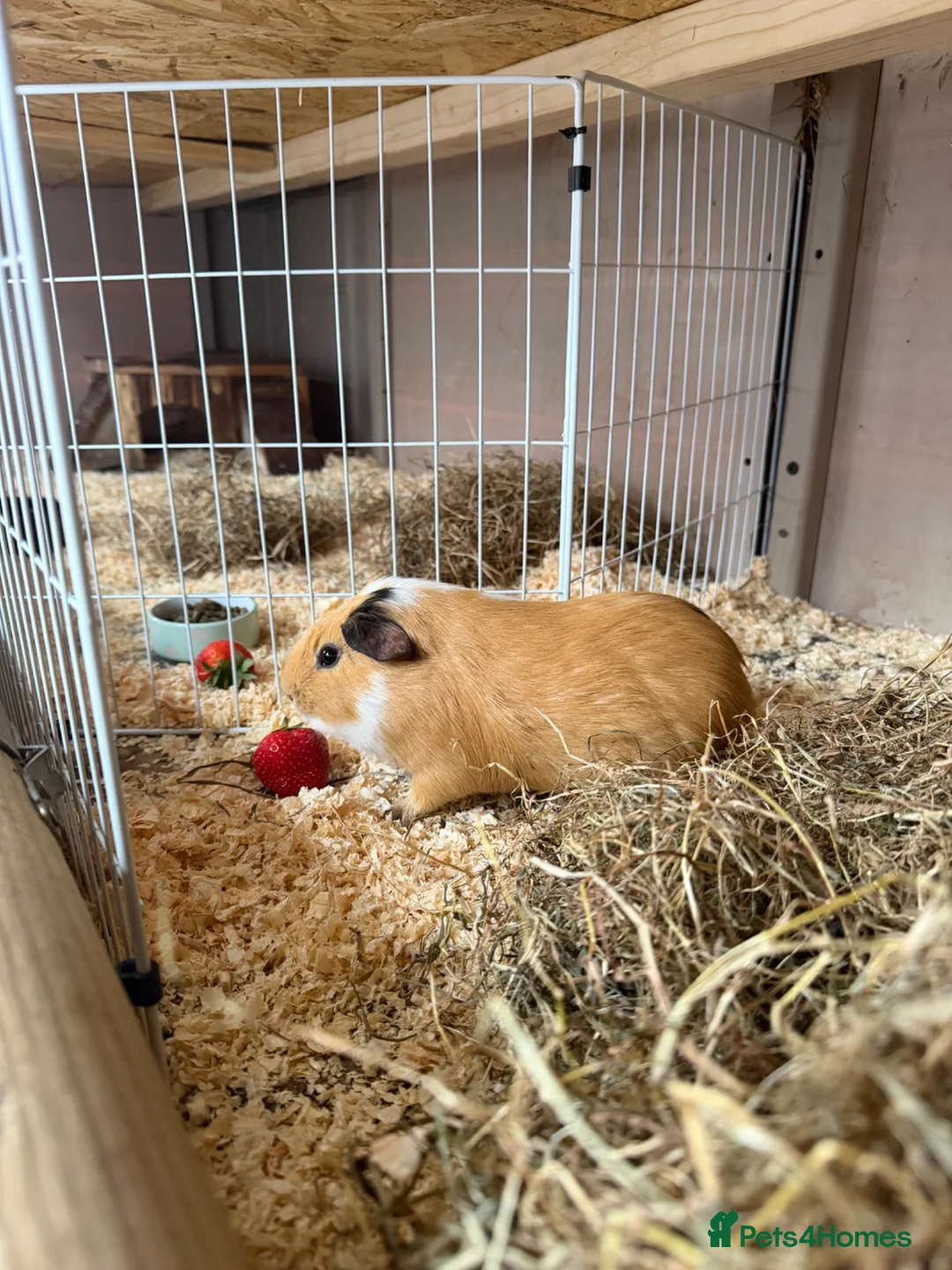Guinea Pig rodents for sale: Boat guinea pig  in Manchester - Advert 2