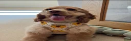 Cocker Spaniel dogs for sale: KC Reg Show Type Cocker Spaniel Puppies in Melton Mowbray - Advert 12