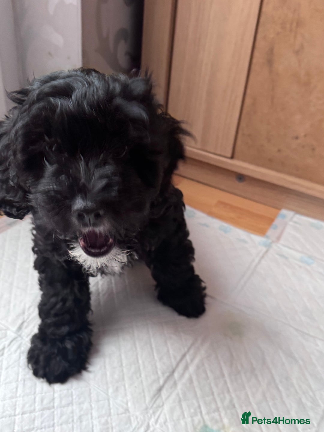 Mixed Breed dogs for sale: Shihpoo puppies  - Advert 9