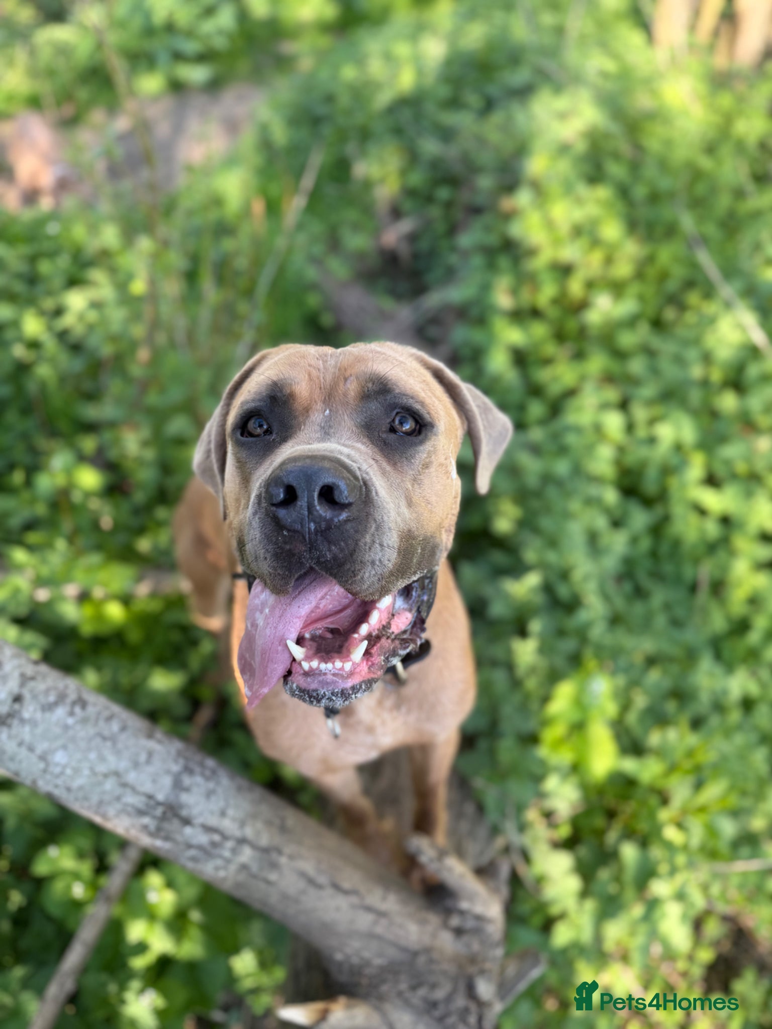 Cane Corso dogs Formentino 1.5 year old male cane corso  - Advert 1