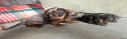 Miniature Dachshund dogs for sale: 4 miniature dachshunds - Advert 22