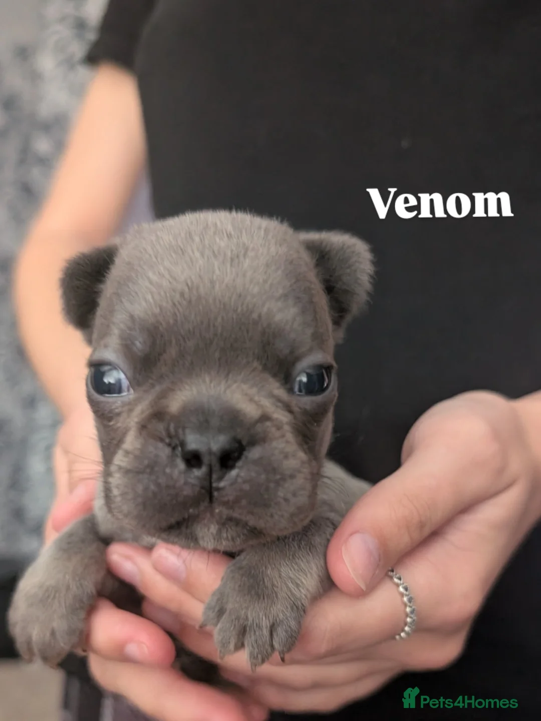 French Bulldog dogs for sale: Gorgeous french bulldog puppies  in Ipswich - Advert 2