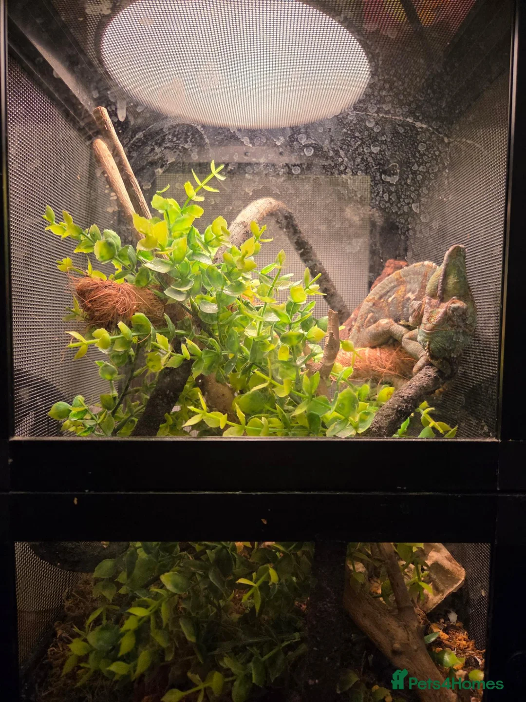 Chameleon reptiles for sale: Jimmy the Yemen Chameleon - Advert 2