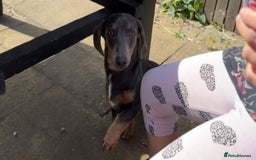 Miniature Dachshund dogs for sale: Entire Male miniature dachshund  - Image 1