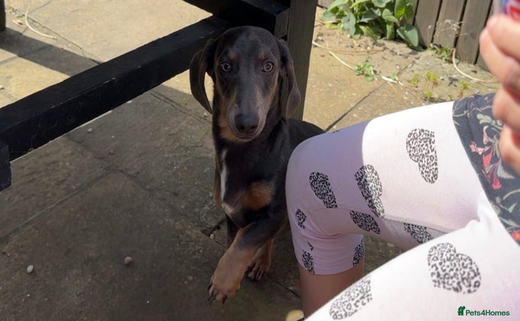 Miniature Dachshund dogs - Advert 8