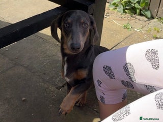 Miniature Dachshund dogs - Advert 4