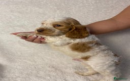 Cocker Spaniel dogs for sale: Show type cocker spaniels  - Image 14