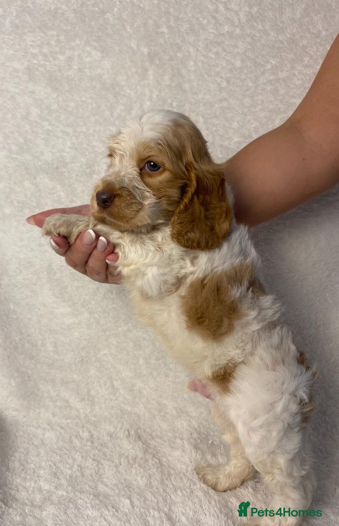 Cocker Spaniel dogs for sale: Show type cocker spaniels  - Image 14