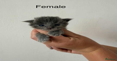Maine Coon cats - Advert 9
