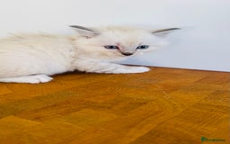 Ragdoll cats for sale: LAST ONE! Pedigree Ragdoll Kittens - REDUCED  - Image 20