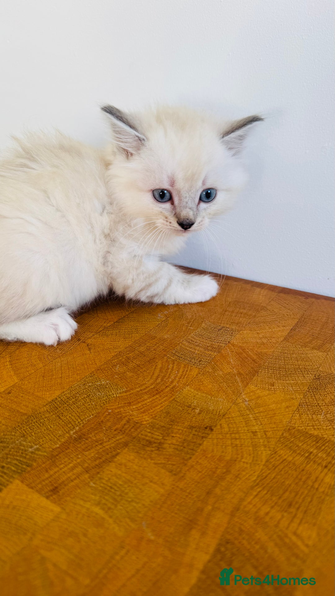 Ragdoll cats for sale: LAST ONE! Pedigree Ragdoll Kittens - REDUCED  - Image 20