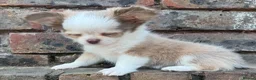 Chihuahua dogs for sale: **PRICE REDUCTION** 🐾🩶 READY TO GO LAST TINY BOY - Advert 20