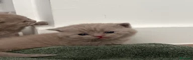 British Shorthair 3