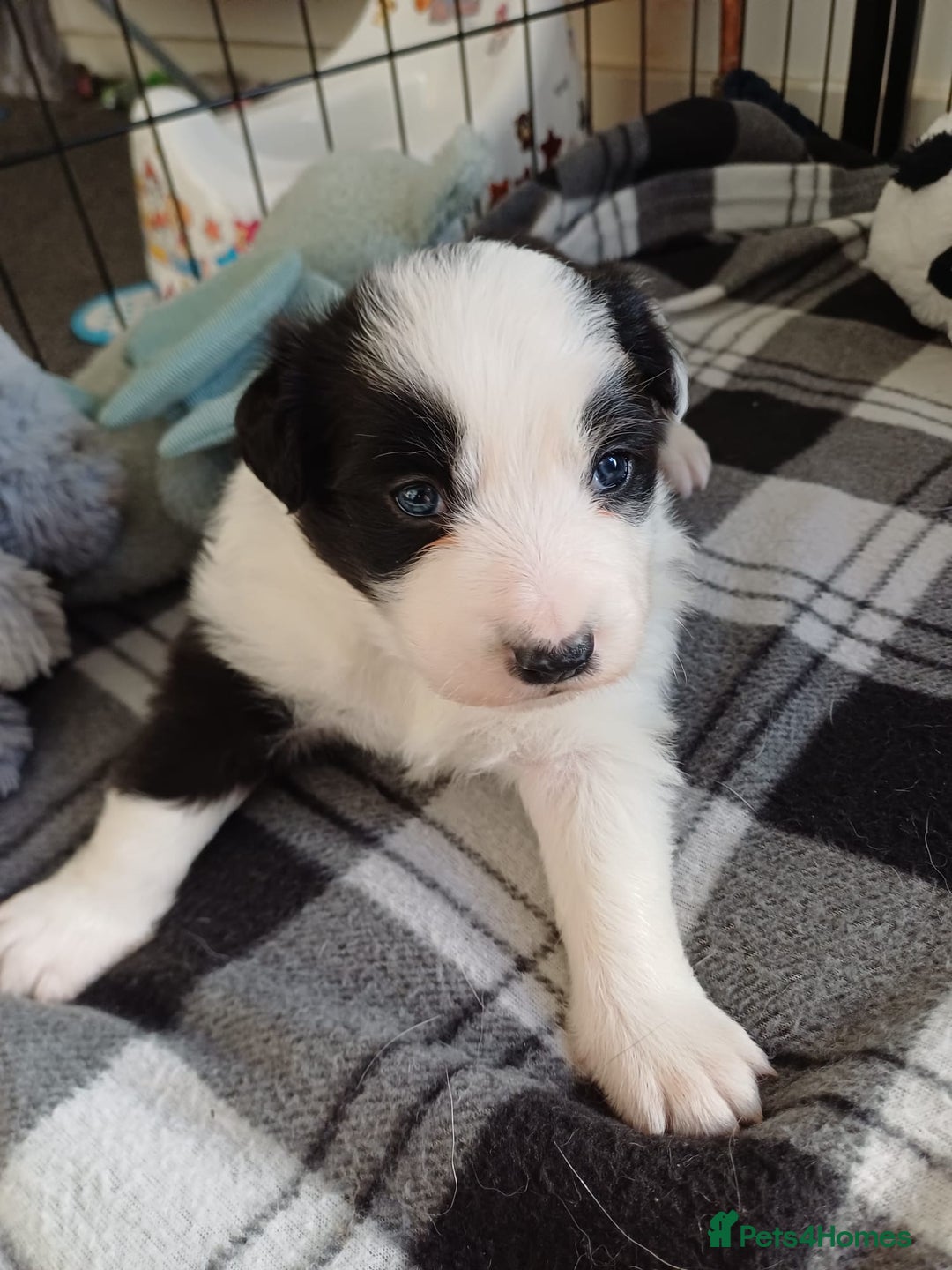 Border Collie dogs for sale: Border collie boy - Advert 4