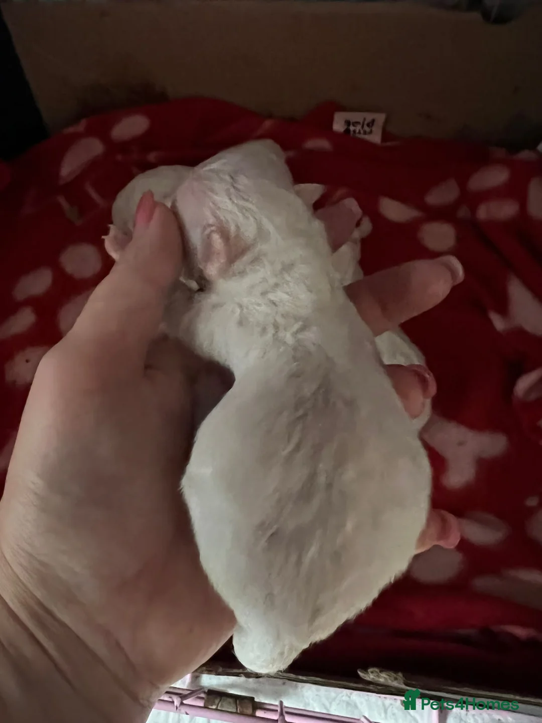 Bichon Frise dogs for stud: Bichon Frise for stud in Milton Keynes - Advert 13