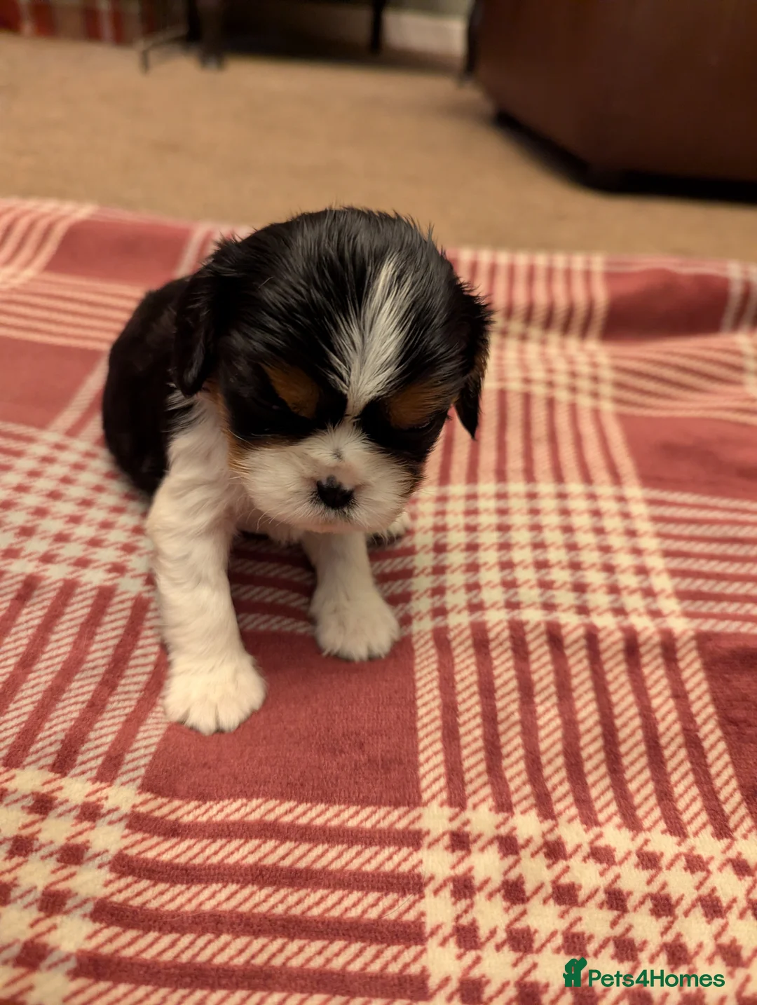 Cavalier King Charles Spaniel dogs for sale: Cavalier King Charles Spaniels KC Reg  - Advert 1