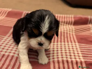 Cavalier King Charles Spaniel dogs Cavalier King Charles Spaniels KC Reg Parents HT - Advert 1