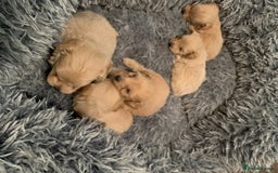 Poodle dogs for stud: Extensively Heath Tested Deep Red Tiny Toy Poodle in Mansfield - Image 20