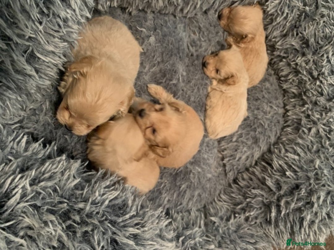 Poodle dogs for stud: Extensively Heath Tested Deep Red Tiny Toy Poodle in Mansfield - Image 20