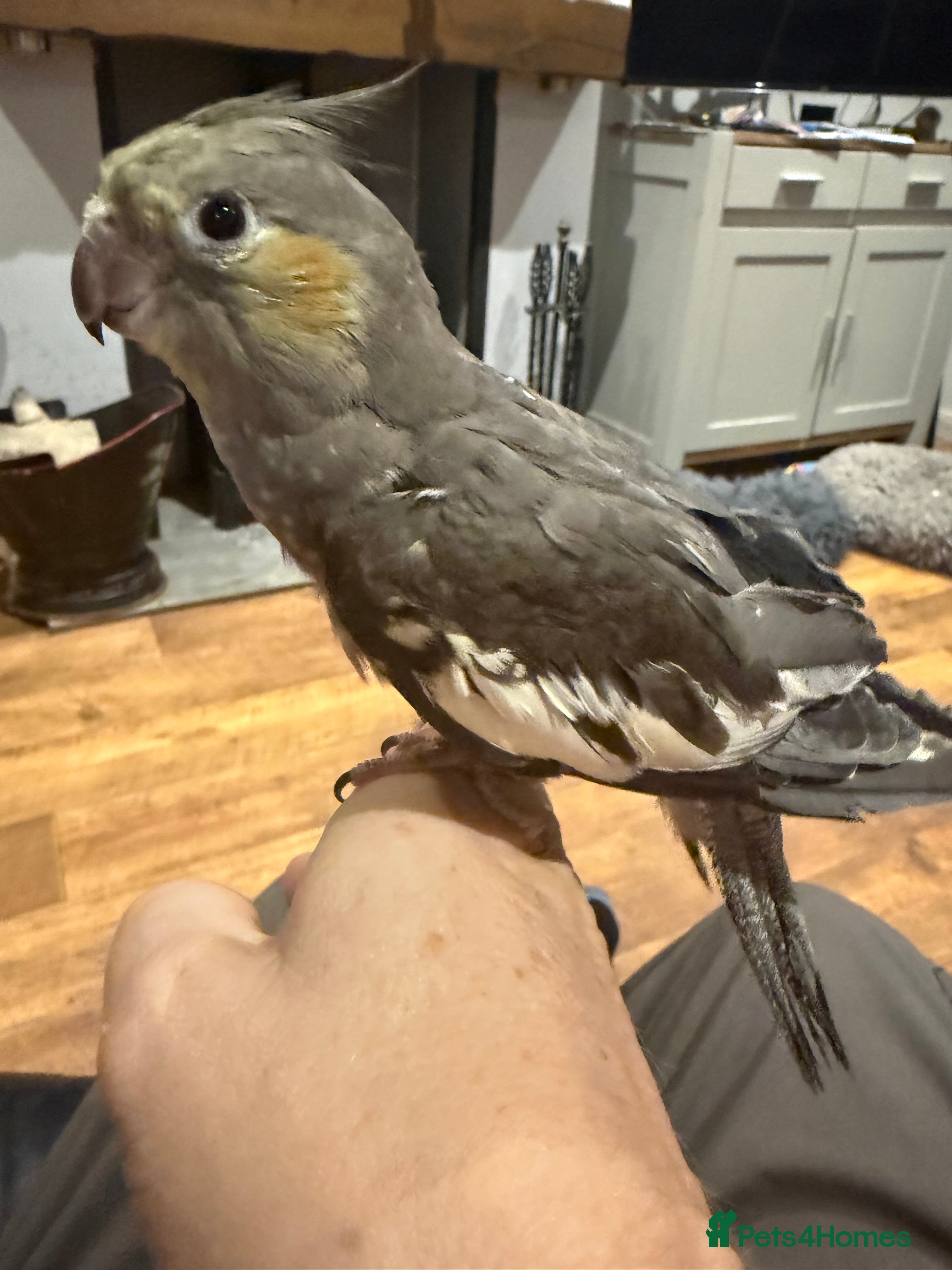 Cockatiels birds Young hand tame cockatiel - Advert 5