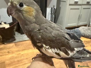 Cockatiels birds Young hand tame cockatiel - Advert 5