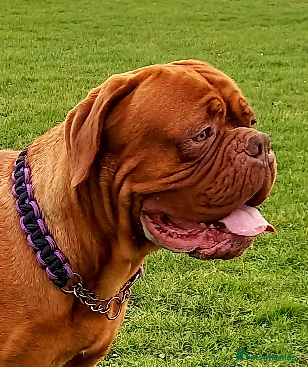 Dogue De Bordeaux dogs for stud: DDB STUD WELL PROVEN- CAN TRAVEL in Slough - Advert 4