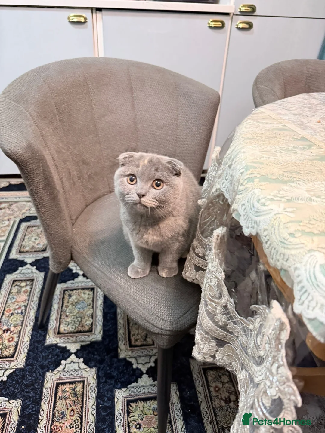 Scottish Fold cats for sale: Female  - Advert 1