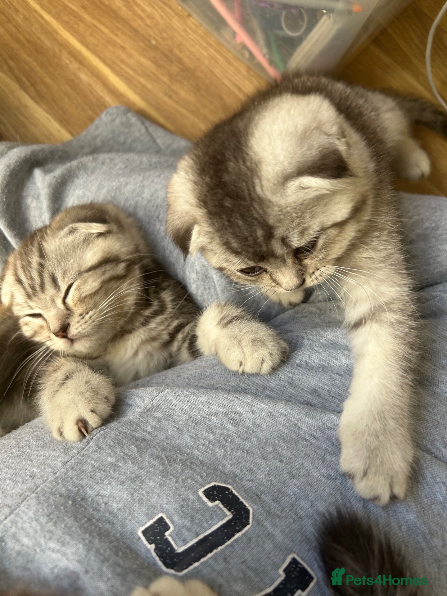 Mixed Breed cats READY NOW SCOTTISH FOLD X BRITISH SHORTHAIR - Advert 2