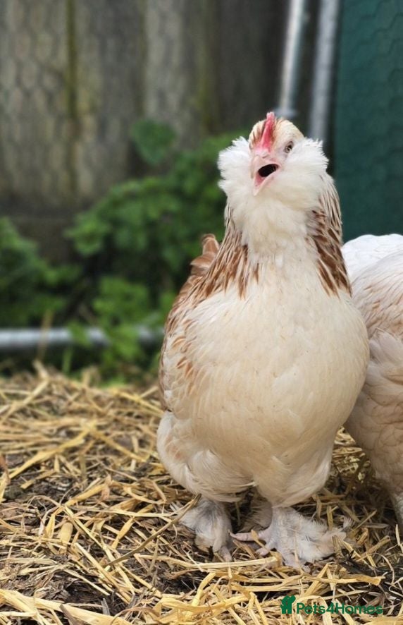 Chickens poultry Salmon Faverolle Bantam Hens - Advert 1