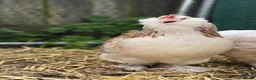 Chickens poultry for sale: Salmon Faverolle Bantam Hens in Newmarket - Advert 1