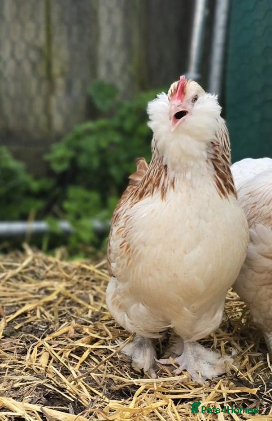 Chickens poultry for sale: Salmon Faverolle Bantam Hens in Newmarket - Advert 1