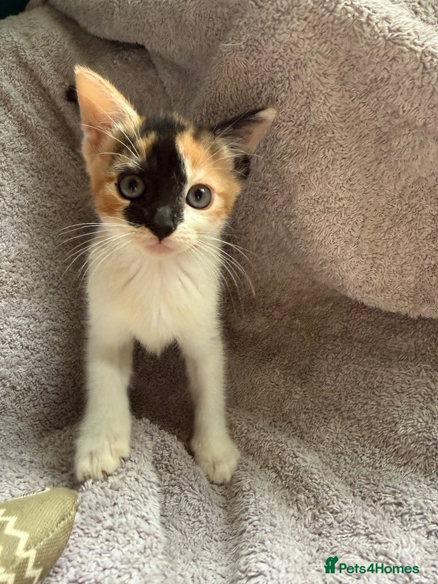 Mixed Breed cats *Beautiful mixed litter* MIXED Girl AVAILABLE  - Advert 22
