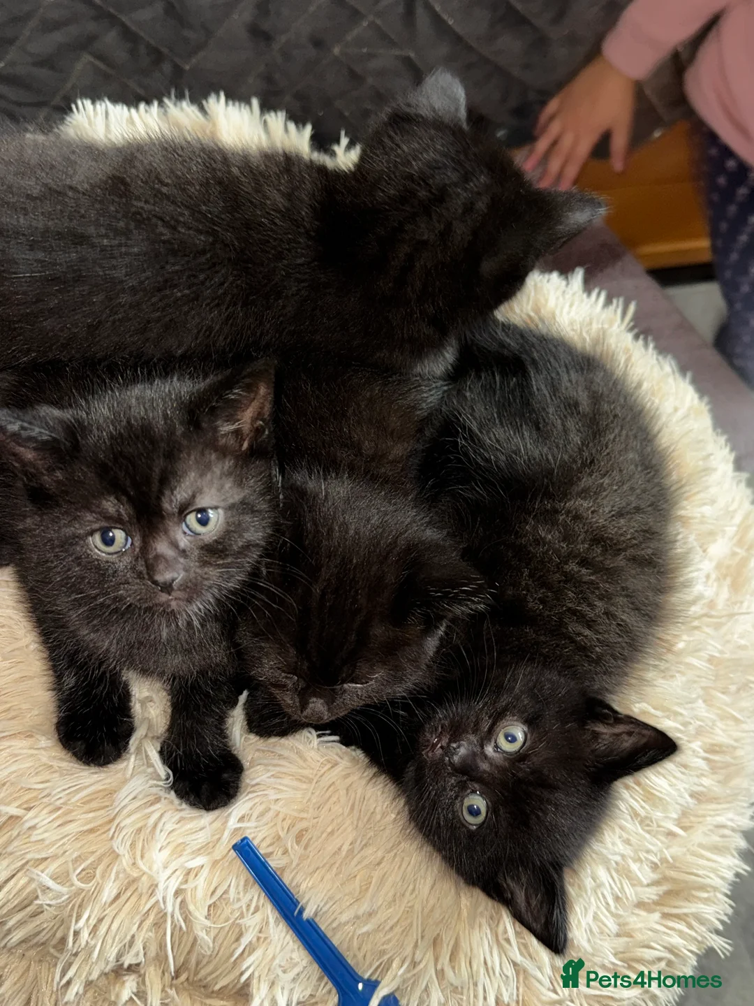 Bombay cats for sale: Black Kittens - Advert 4
