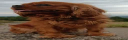 Mixed Breed dogs for sale: Cavalier King Charles Spaniel cross Cairn Terriar in Chesterfield - Advert 4
