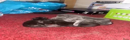 Maine Coon cats for sale: Mainecoon cross kittens looking for a forever home - Advert 27