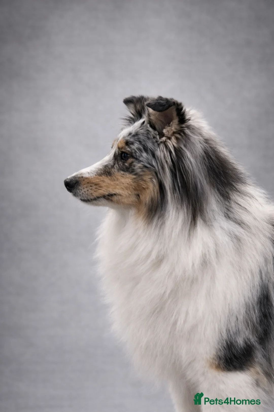Shetland Sheepdog dogs for sale: New litter - Advert 1