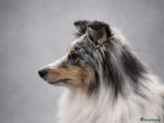 Shetland Sheepdog dogs New litter - Advert 1