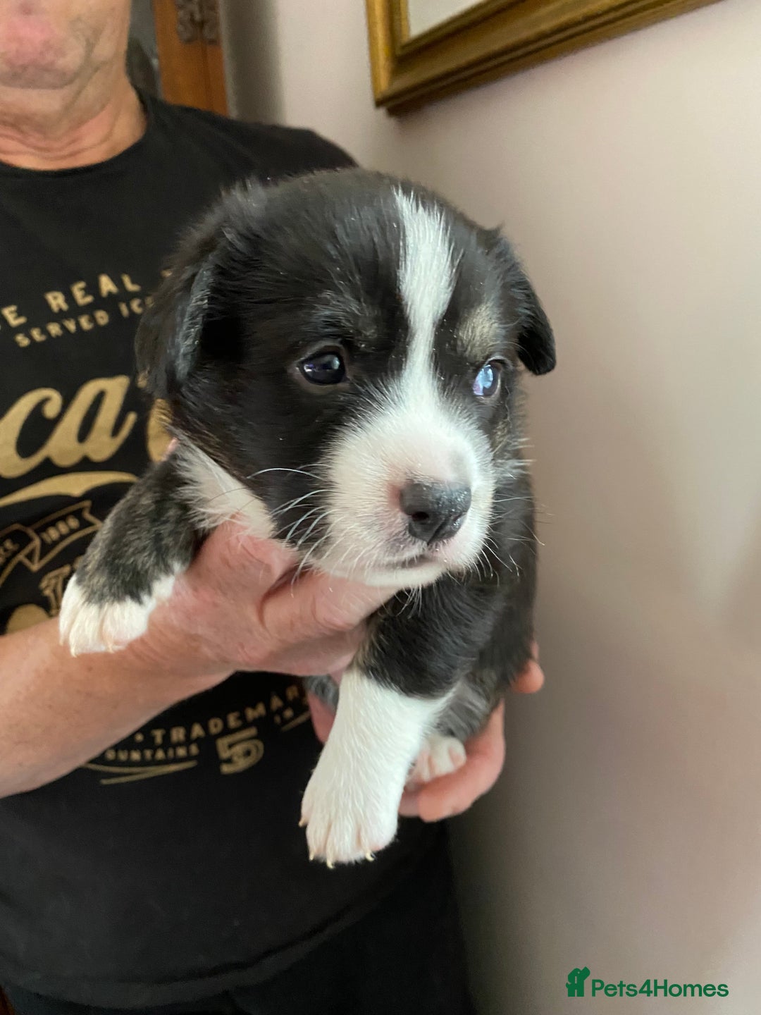 Welsh Corgi Cardigan dogs for sale: WELSH CARDIGAN CORGI BABIES - Advert 19