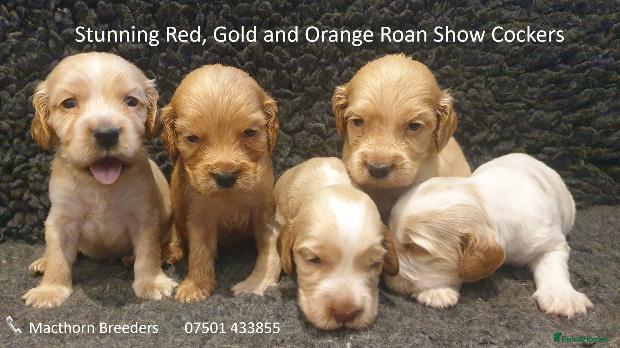 Cocker Spaniel dogs Stunning Show Cockers - Crufts Champion Pedigree - Advert 1