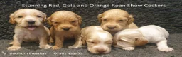 Cocker Spaniel dogs for sale: Stunning Show Cockers - Crufts Champion Pedigree in Stoke-on-Trent - Advert 1