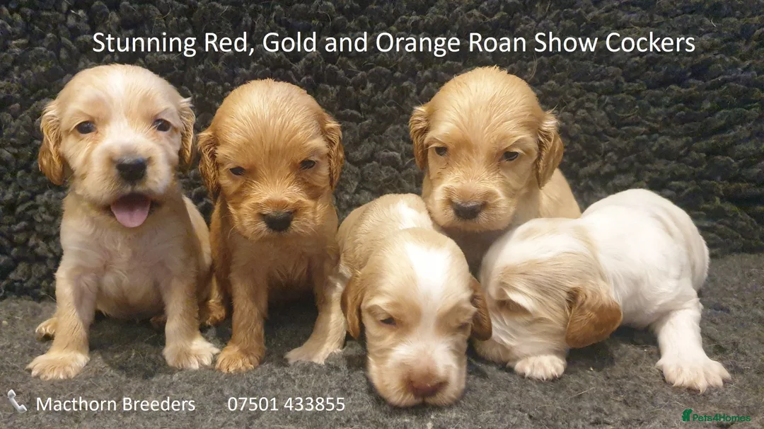 Cocker Spaniel dogs for sale: Stunning Show Cockers - Crufts Champion Pedigree in Stoke-on-Trent - Advert 1