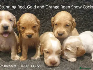 Cocker Spaniel dogs Stunning Show Cockers - Crufts Champion Pedigree - Advert 1