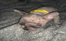 French Bulldog dogs for sale: REDUCED!!🥰Ready SOON 🐾 French bulldog puppies - Image 8