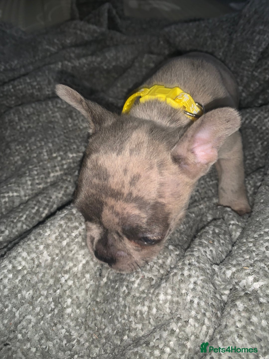 French Bulldog dogs for sale: REDUCED!!🥰Ready SOON 🐾 French bulldog puppies - Image 8