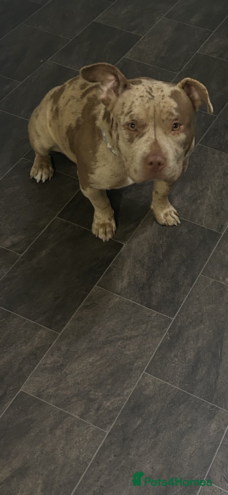 American Bully dogs American pocket bully  - Advert 10