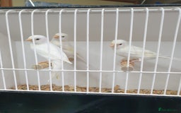 Canaries birds for sale: Canary for sale  - Image 6